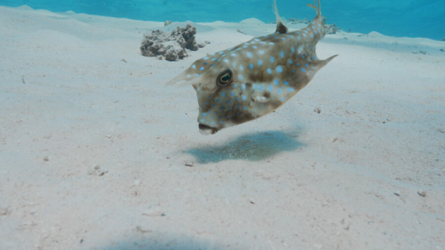 Cowfish Swimming Over White Sand Lagoon
