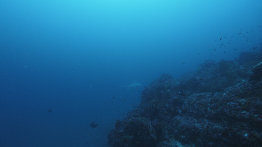Hammerhead shark, Lewini, Nuku Hiva Marquesas islands