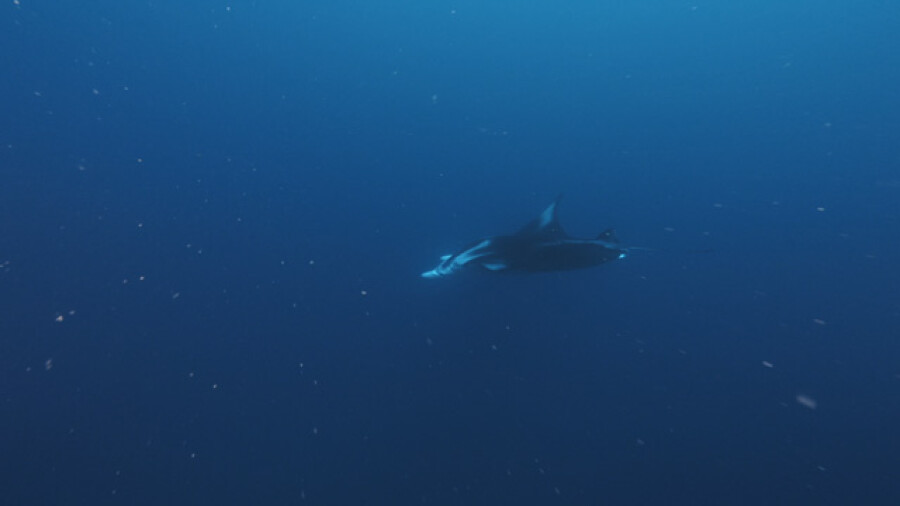 Manta Ray swimming in the deep blue ocean, Nuku Hiva, Marquesas islands