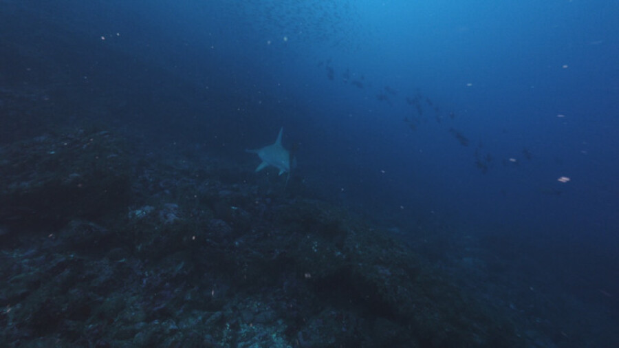 Hammerhead shark Lewini swimming Over Deep Coral Reef, Nuku Hiva Marquesas islands