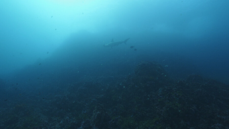 Hammerhead shark, Lewini, swimming along the reef, Nuku HIva, Marquesas islands