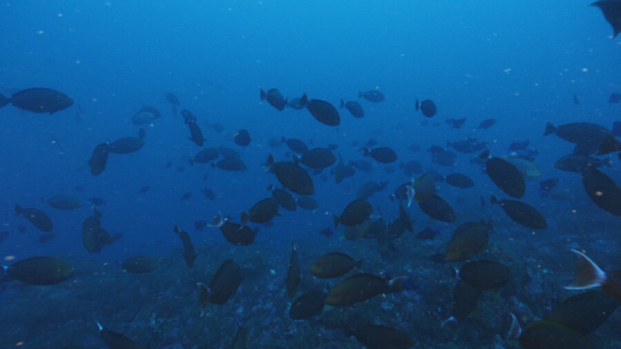 Surgeon fish school deep blue waters Marquesas