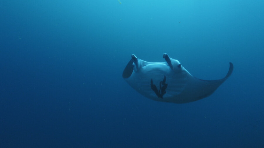 Manta ray swimming over the camera, deep blue, Nuku Hiva, Marquesas islands