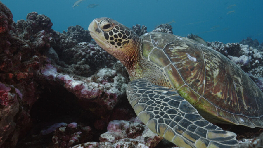 Green sea turtle on coral reef Moorea