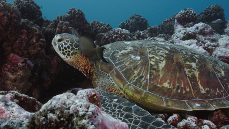 Green sea turtle having a rest over the coral reef, Moorea