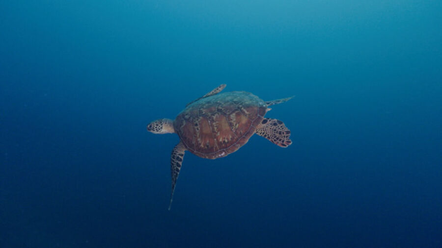 Green Sea Turtle Swimming Moorea Waters