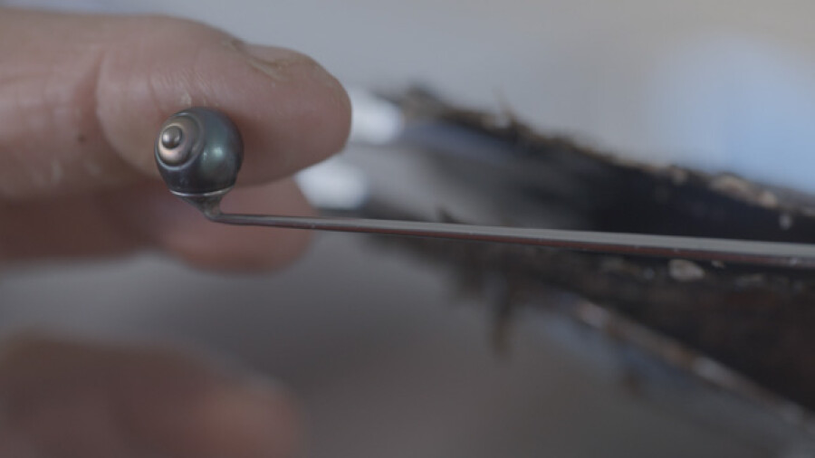 Tahitian Black Pearl Harvesting Process
