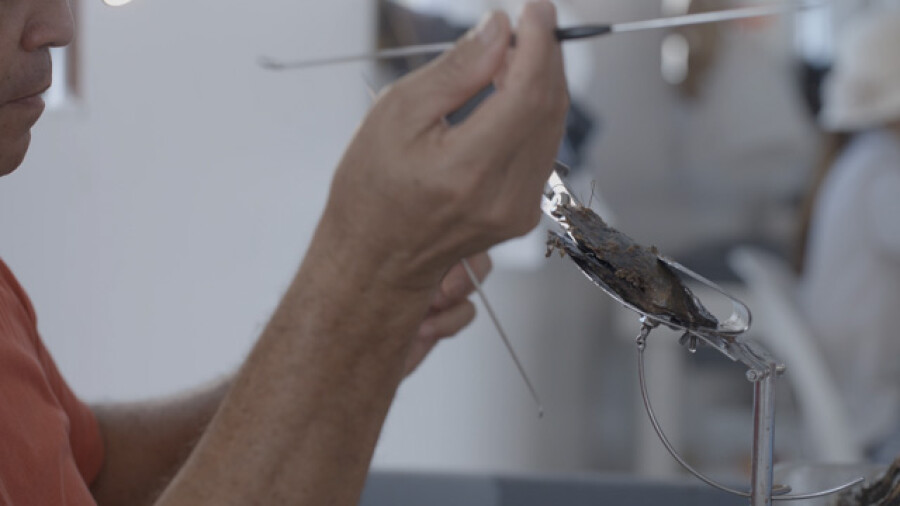 Pearl farmer examining Tahitian black pearl oyster