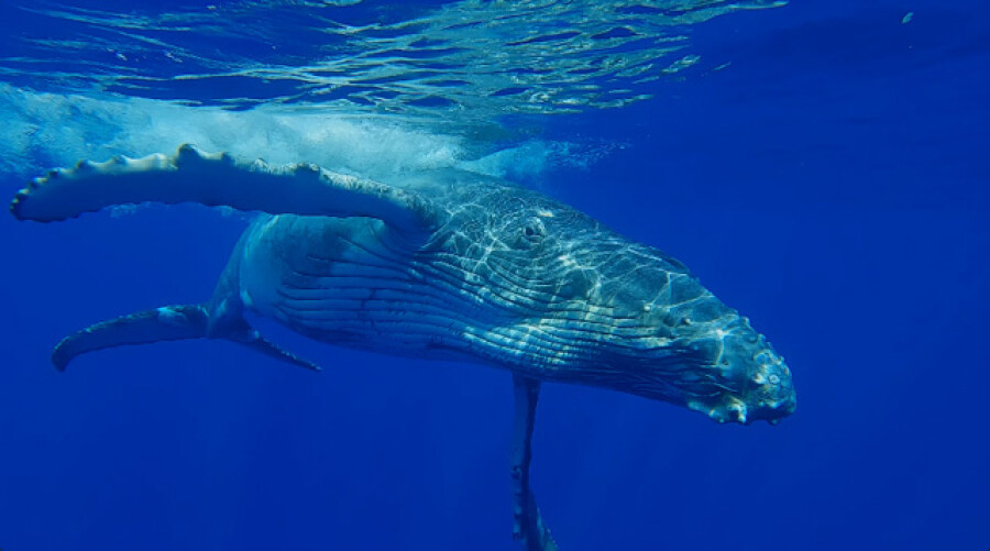 Humpback whale calf back to surface