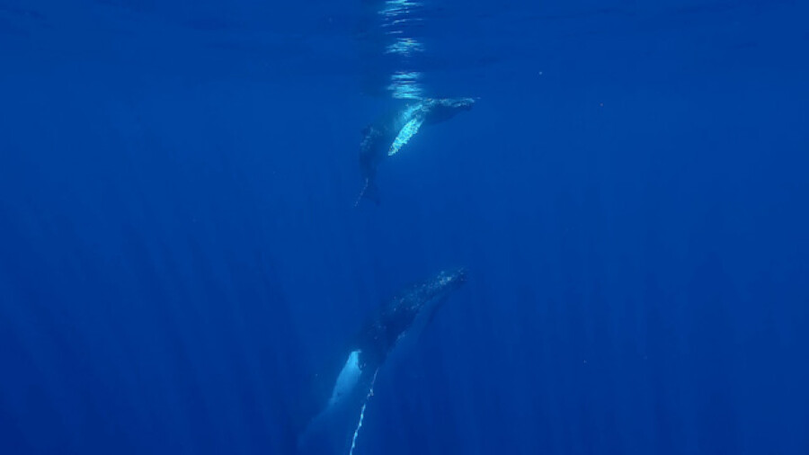 Humpback whale mother calf surface blue water