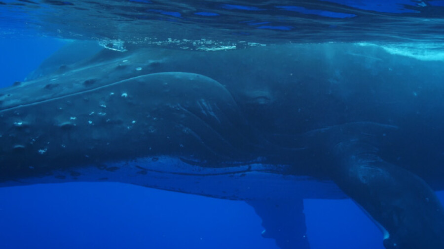 Humpback whale mother and calf underwater