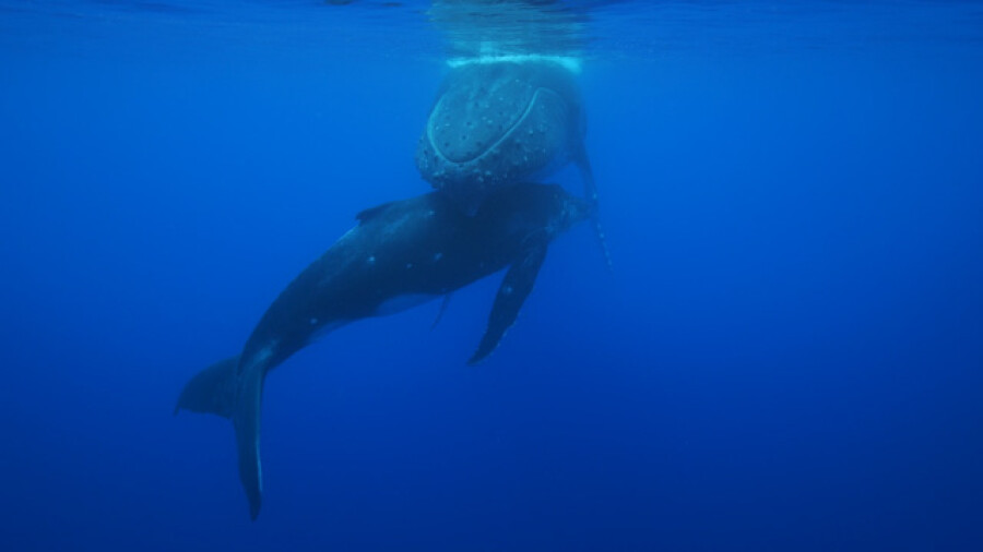 Humpback whale mother and calf resting under the surface