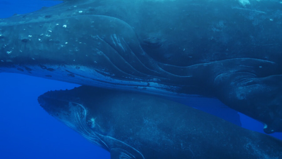 Humpback whales mother and calf underwater