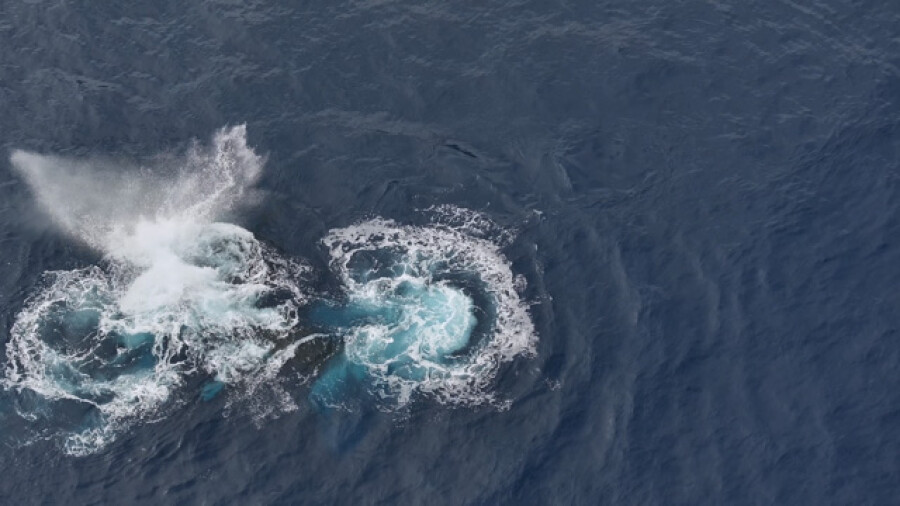 Humpback whales aerial view Pacific Ocean