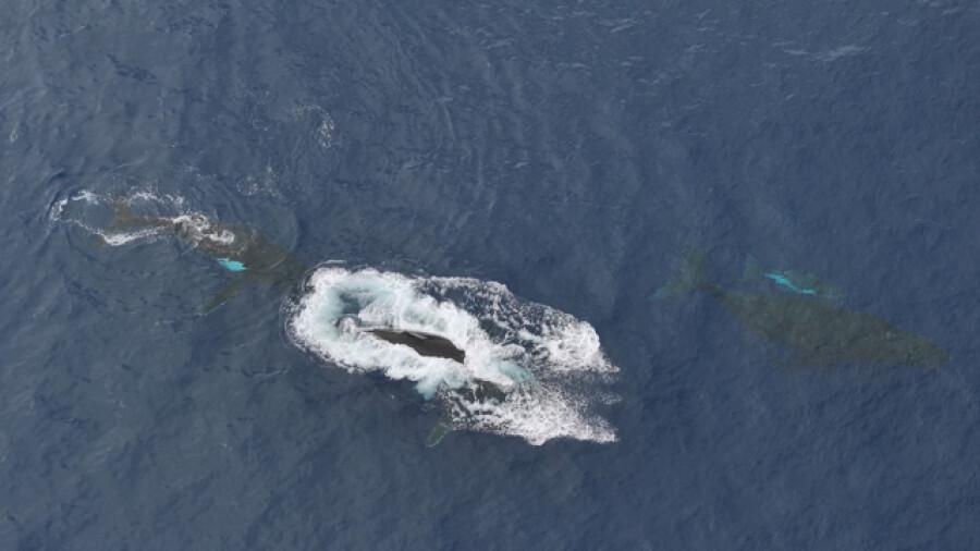 Humpback Whales Swimming in Polynesian Waters, Males chasing Mother rand calf