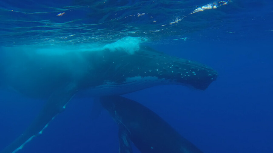 Humpback whales, mother and calf, resting by the surface