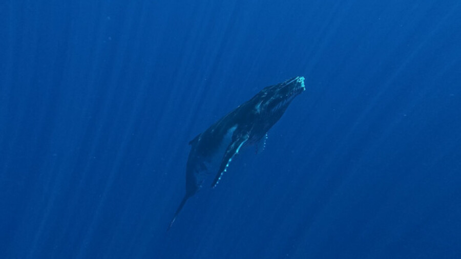 Humpback whale diving in deep blue Pacific waters