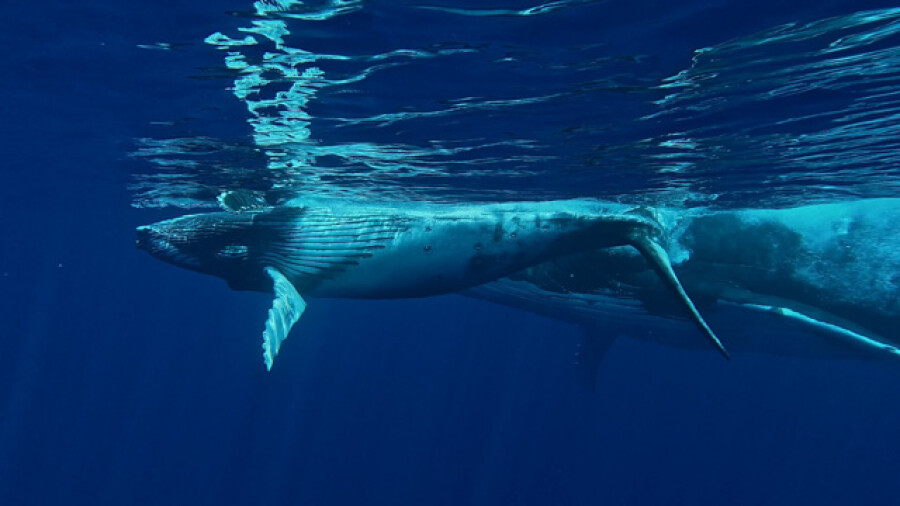 Humpback whale mother and calf swimming underwater surface