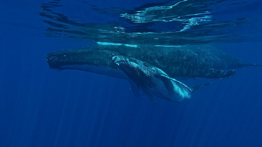 Humpback whale mother and calf surface