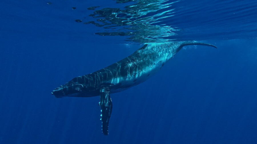 Humpback whale swimming underwater French Polynesia