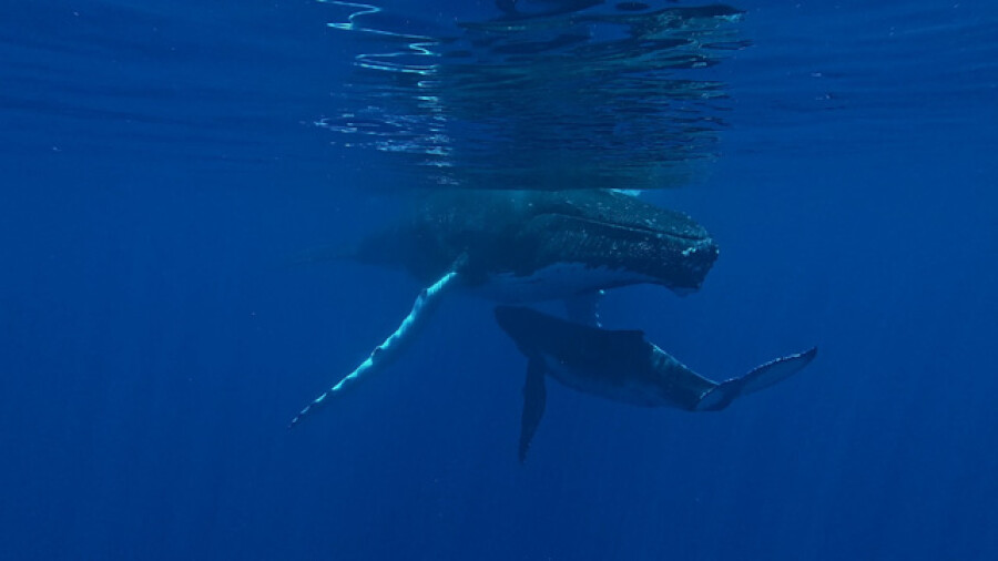 Humpback whale mother and calf swimming underwater