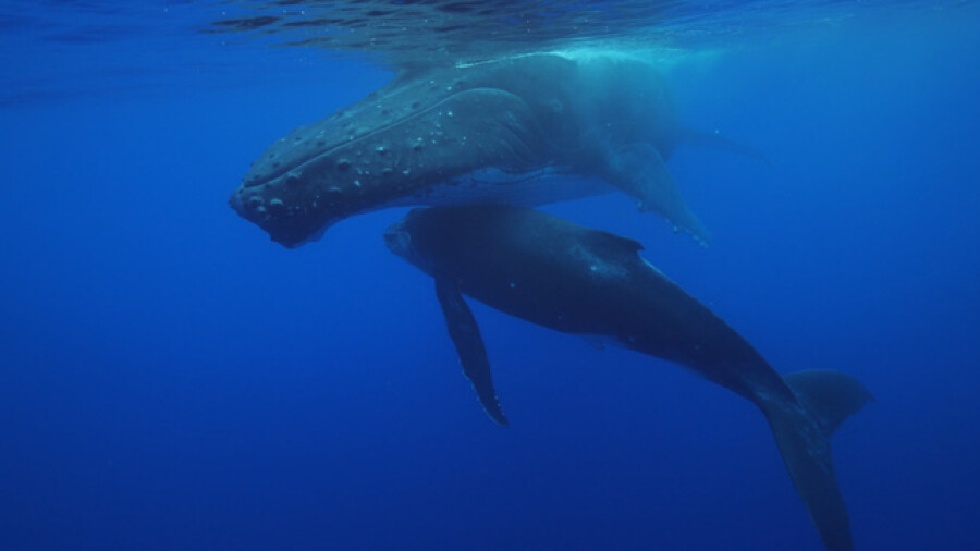 Humpback whale mother and calf swimming underwater