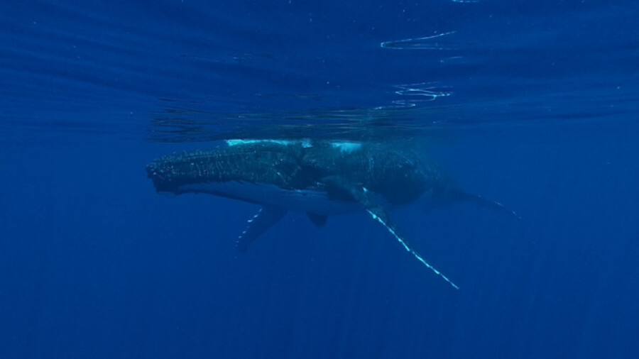 Hhumpback whales, mother and calf, surface, resting