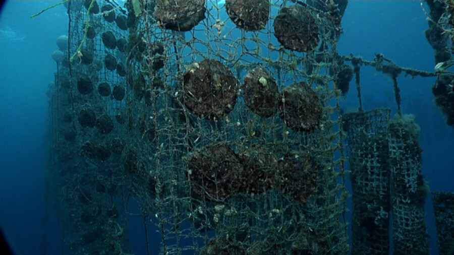 Black Pearl Farm Underwater Cultivation Tahiti