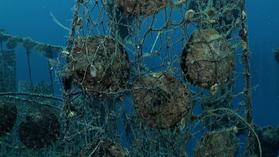 Black Pearl Oyster Farm Underwater Rikitea