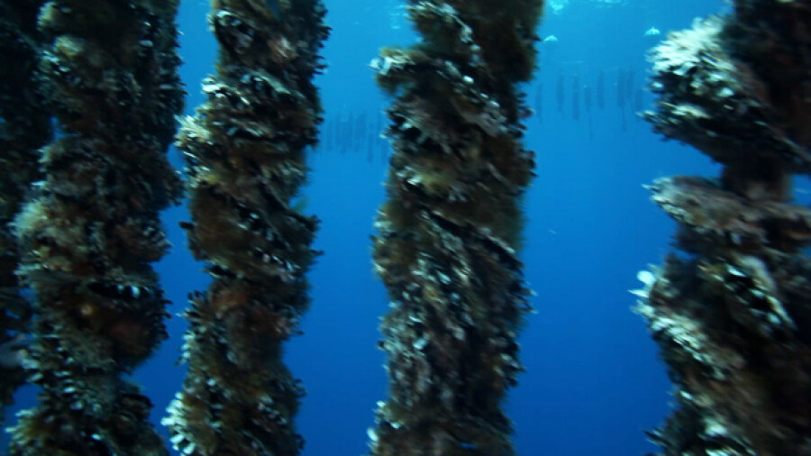 Black Pearl Farm Cultivation Lines Underwater