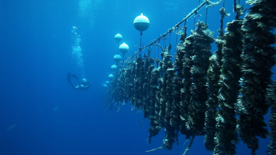 Black Pearl Farm Diving Operations