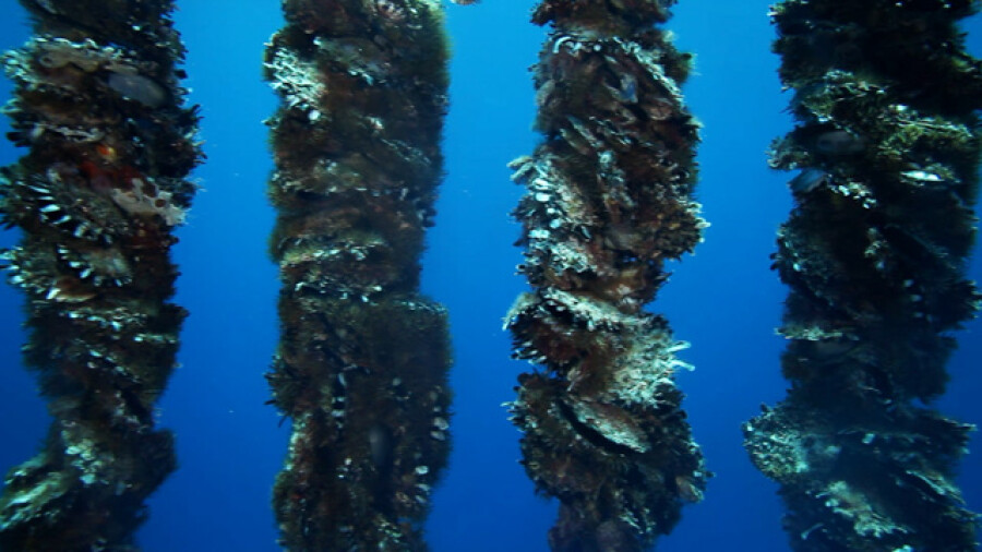 Black Pearl Oyster Farm Underwater Lines