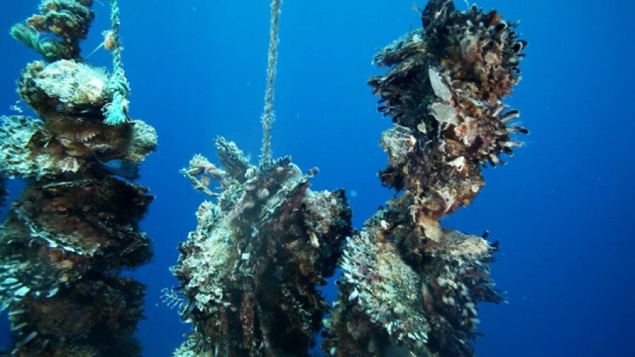 Black Pearl Oyster Farm Underwater Cultivation