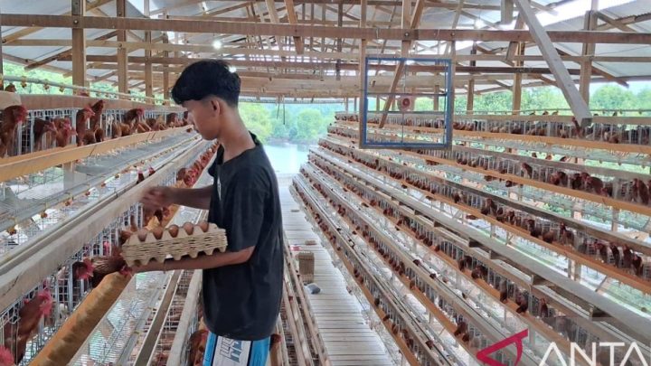 Latest Program: Guru besar UGM kritisi potensi investasi asing pada ayam petelur