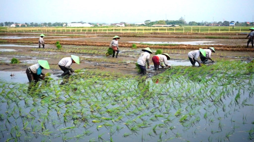 BATANG-TERAPKAN-BIO-SALIN-UNTUK-PULIHKAN-LAHAN-TERDAMPAK-ROB