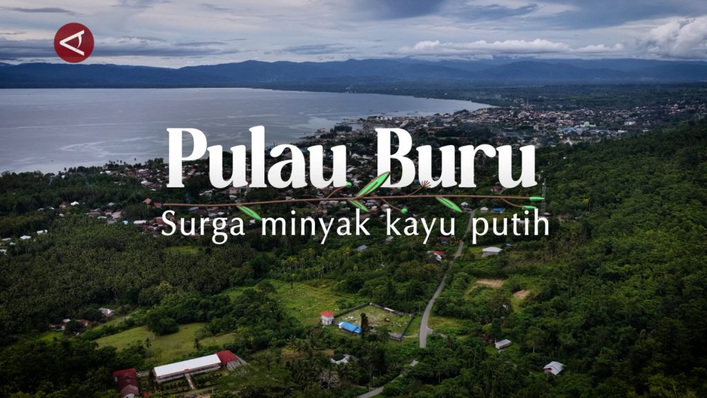 PULAU-BURU-MINYAK-KAYU-PUTIH