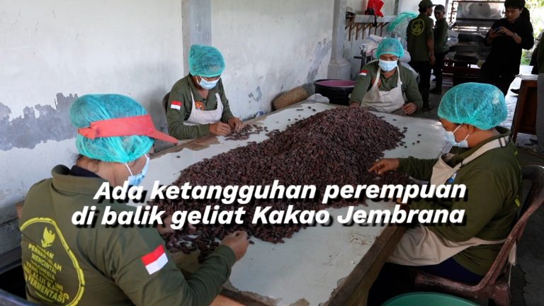 ADA-KETANGGUHAN-PEREMPUAN-DI-BALIK-GELIAT-KAKAO-JEMBRANA