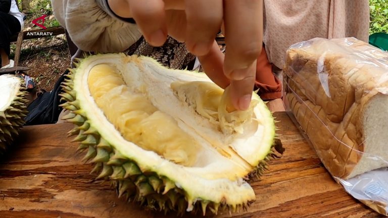 SENSASI-MENIKMATI-DURIAN-SEPUASNYA-LANGSUNG-DARI-KEBUN-DI-ACEH-BESAR-2